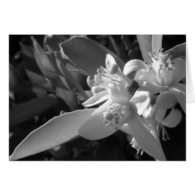 Tarjeta de naranja Blossom (Anverso (Horizontal))