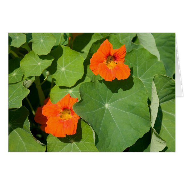 Tarjeta de naranja Nasturtium (Anverso (Horizontal))