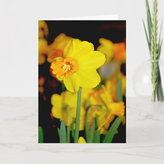 Tarjeta de Narciso Amarillo (Anverso)