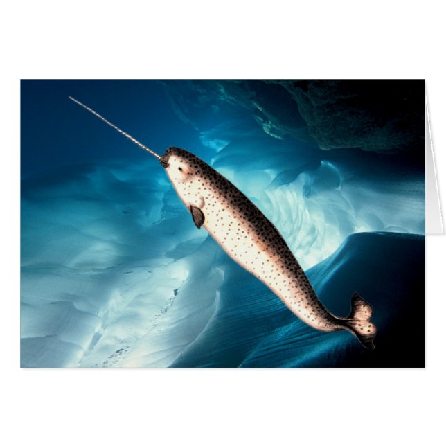 Tarjeta de Narwhal (Anverso (Horizontal))