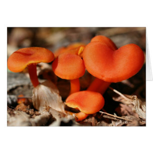 Tarjeta de Naturaleza naranja Mushrooms