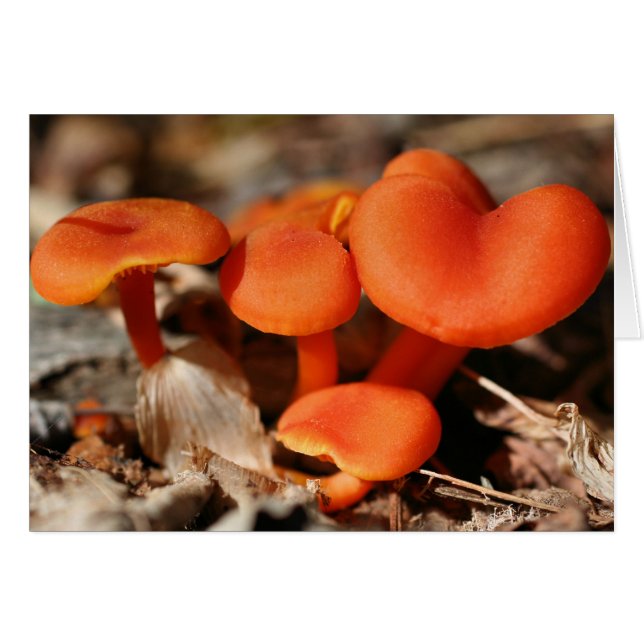 Tarjeta de Naturaleza naranja Mushrooms (Anverso (Horizontal))