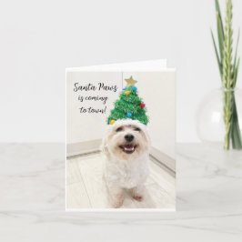Tarjeta de Navidad adorable Bichon Maltese Santa P