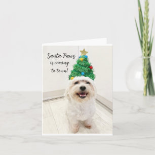 Tarjeta de Navidad adorable Bichon Maltese Santa P