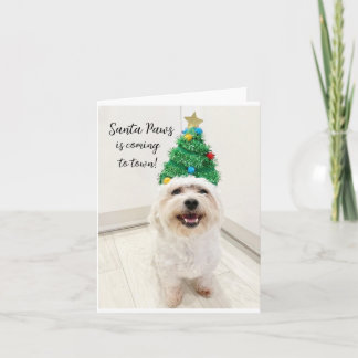 Tarjeta de Navidad adorable Bichon Maltese Santa P