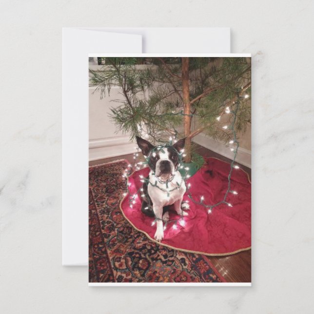 Tarjeta de navidad Boston Terrier Dolly (Anverso)