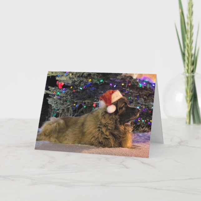 Tarjeta de Navidad brillante de Leonberger (Anverso)