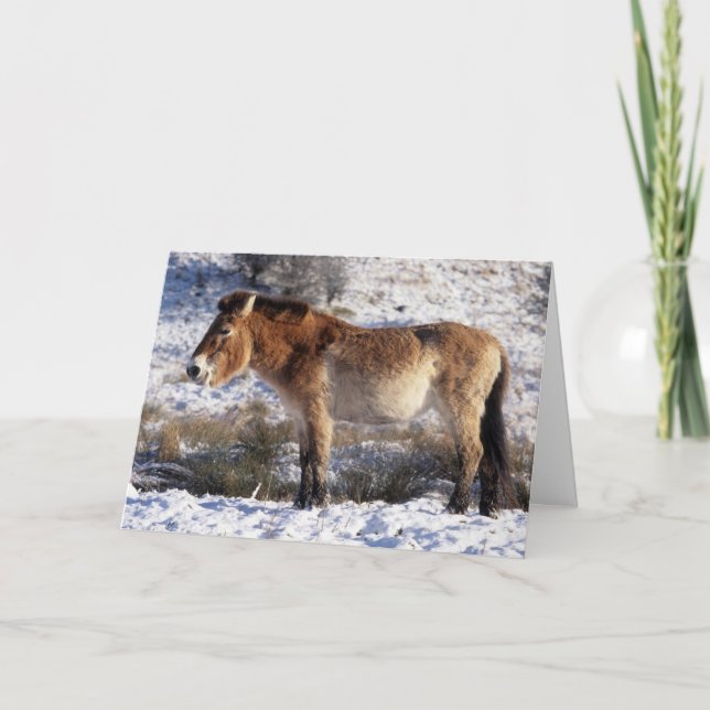 Tarjeta de Navidad - caballo 6 de Przewalski (Anverso)