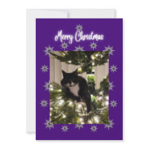 Tarjeta de Navidad con gato esmoquin en el árbol.
