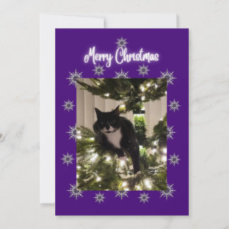 Tarjeta de Navidad con gato esmoquin en el árbol.