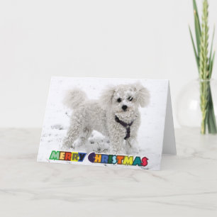 Tarjeta de Navidad de Bichon Frise