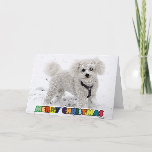 Tarjeta de Navidad de Bichon Frise (Anverso)