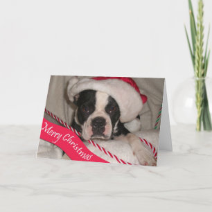 Tarjeta de Navidad de Boston Terrier