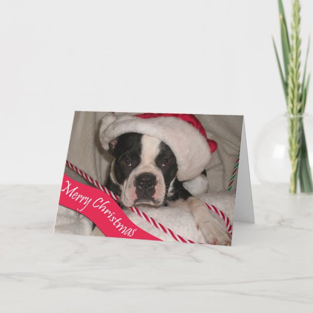 Tarjeta de Navidad de Boston Terrier (Anverso)
