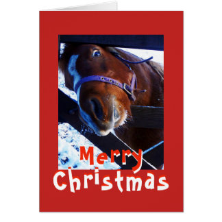 Tarjeta de Navidad de caballo curioso