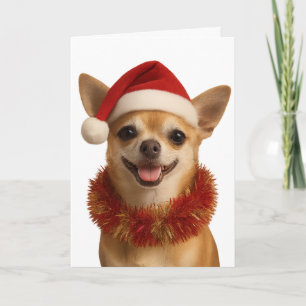 Tarjeta de Navidad de Chihuahua con sombrero de Sa