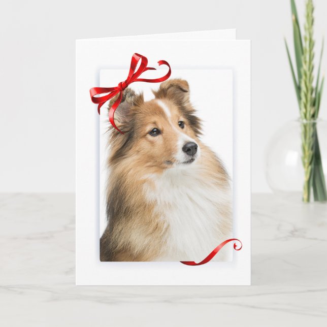 Tarjeta de Navidad de dulce Sheltie (Anverso)