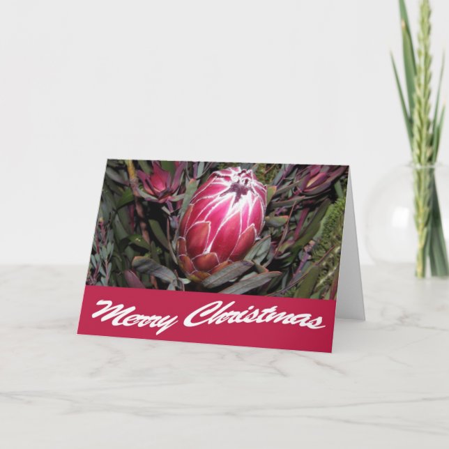 Tarjeta de navidad de flor rosa Protea (Anverso)