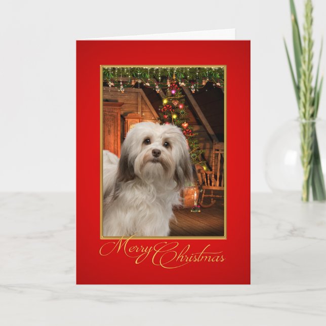 Tarjeta de Navidad de Havanese (Anverso)