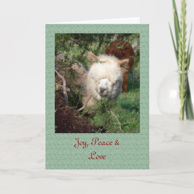 Tarjeta de Navidad de la alpaca (Anverso)