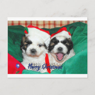 Tarjeta de Navidad de los perritos (shih-tzu's)