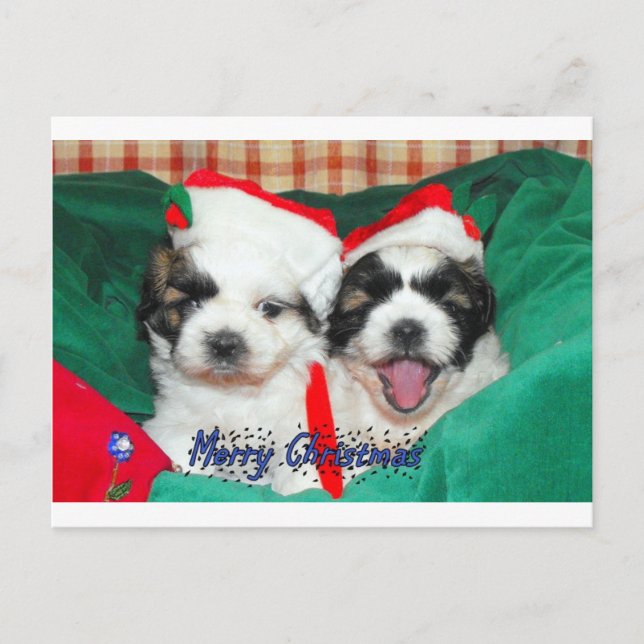 Tarjeta de Navidad de los perritos (shih-tzu's) (Anverso)