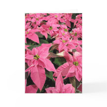Tarjeta de Navidad de poinsettia rosa