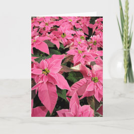 Tarjeta de Navidad de poinsettia rosa