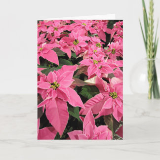 Tarjeta de Navidad de poinsettia rosa