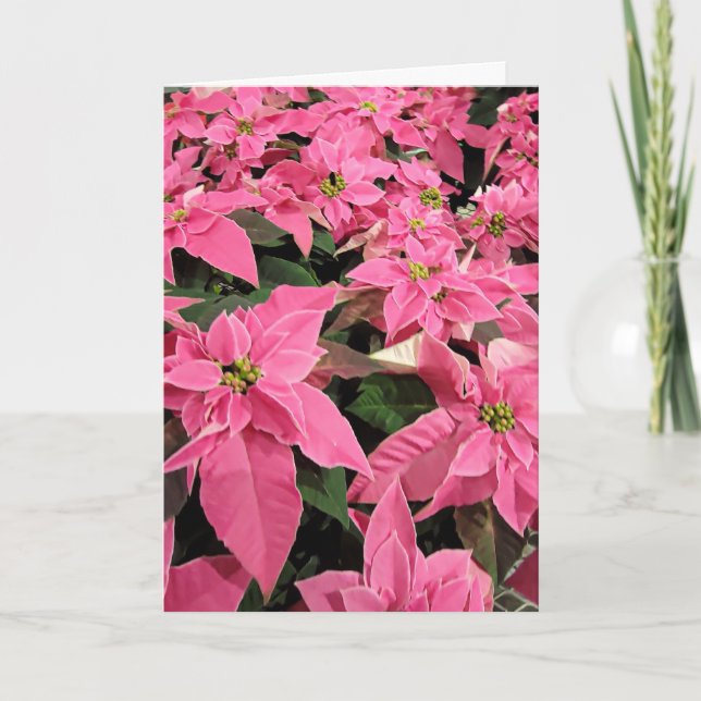 Tarjeta de Navidad de poinsettia rosa (Anverso)