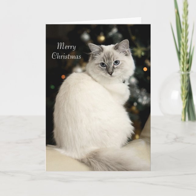 Tarjeta de Navidad de Ragdoll (Anverso)
