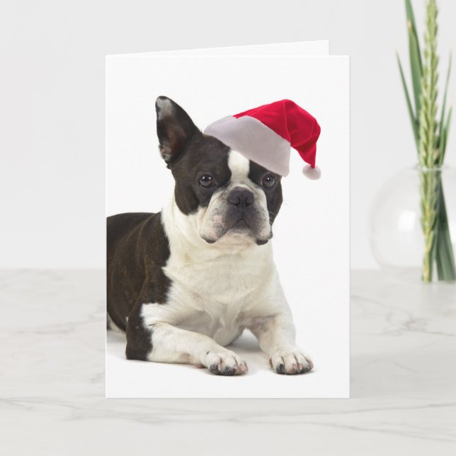 Tarjeta de Navidad de Santa Boston Terrier (Anverso)