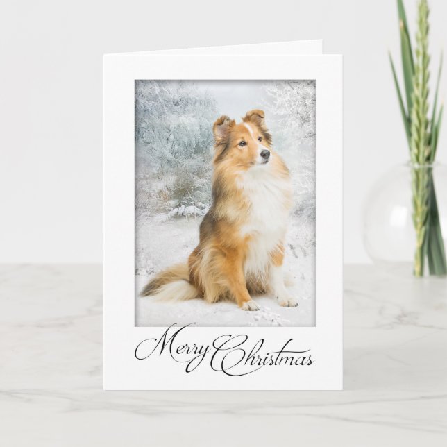 Tarjeta de Navidad de Sheltie Dulce (Anverso)