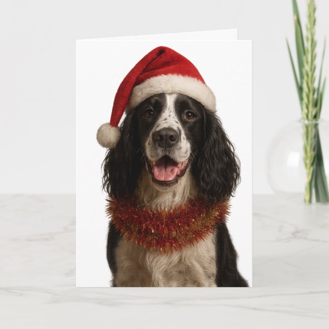 Tarjeta de Navidad de Springer Spaniel en blanco y (Anverso)
