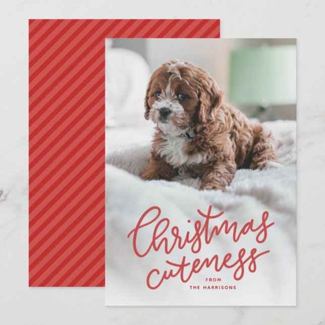 Tarjeta de Navidad de ternura navideña con mascota (Anverso / Reverso)