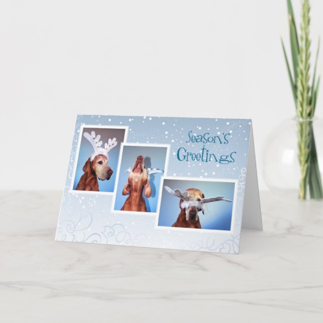 Tarjeta de Navidad de Vizsla del húngaro 011 (Anverso)