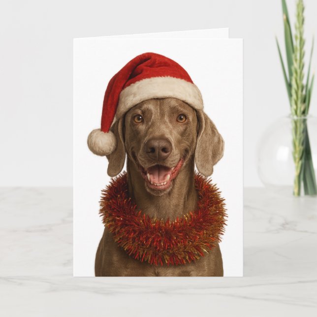 Tarjeta de Navidad de Weimaraner lindo (Anverso)