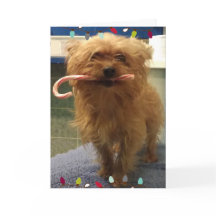 Tarjeta de Navidad de Yorkie con bastón de caramel