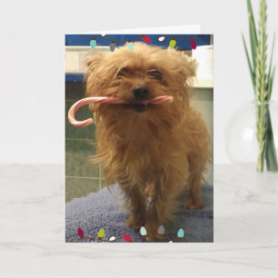 Tarjeta de Navidad de Yorkie con bastón de caramel