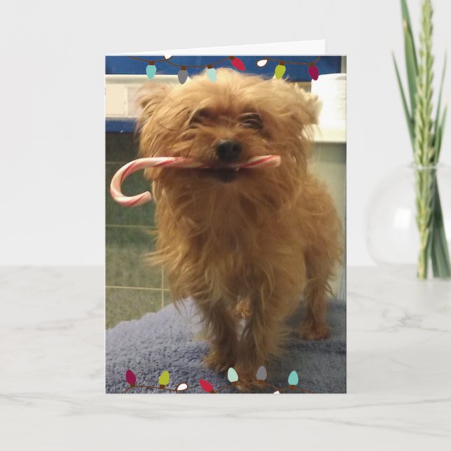 Tarjeta de Navidad de Yorkie con bastón de caramel (Anverso)