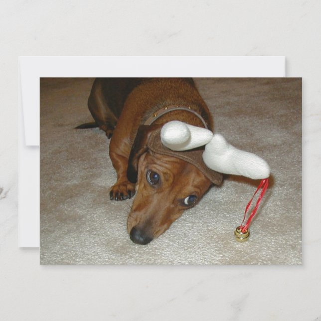 Tarjeta de Navidad del Dachshund - reno reacio (Anverso)