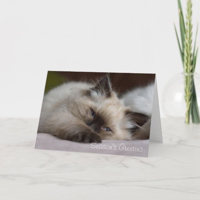 Tarjeta de Navidad del gatito de Ragdoll (Anverso)