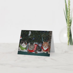 Tarjeta de Navidad del gato
