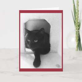 Tarjeta de Navidad del gato negro