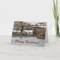 Tarjeta de Navidad del pato del pato silvestre