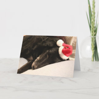 Tarjeta de Navidad del perro del rescate