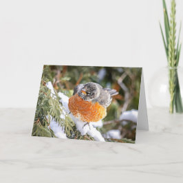 Tarjeta de Navidad del Petirrojo de Invierno
