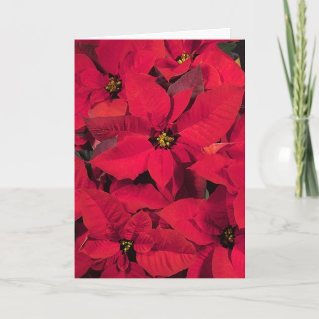 Tarjeta de Navidad del Poinsettia (Anverso)