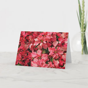Tarjeta de Navidad del Poinsettia