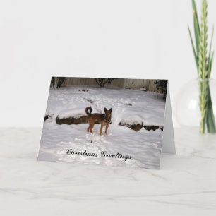 Tarjeta de Navidad del rescate de Nowzad